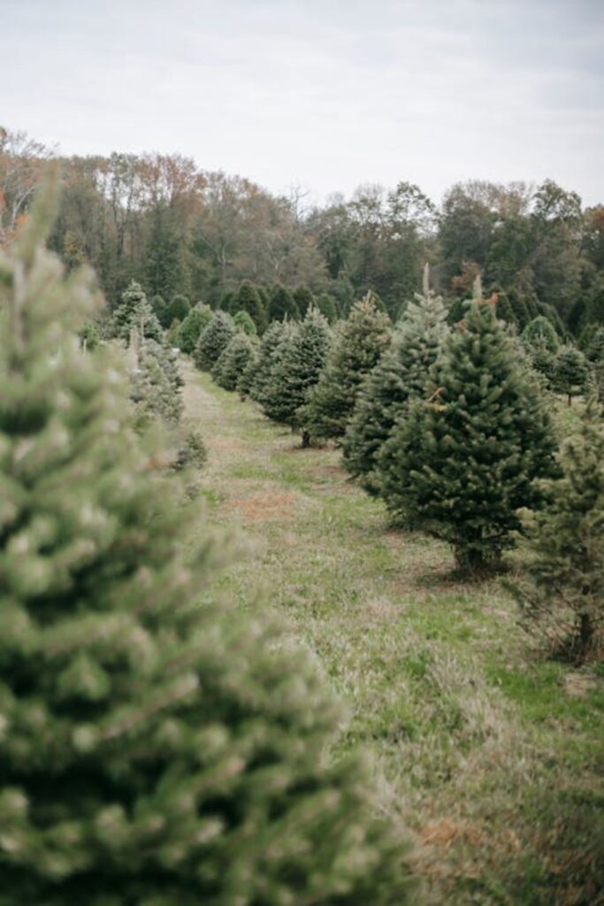 Christmas Tree Forest
